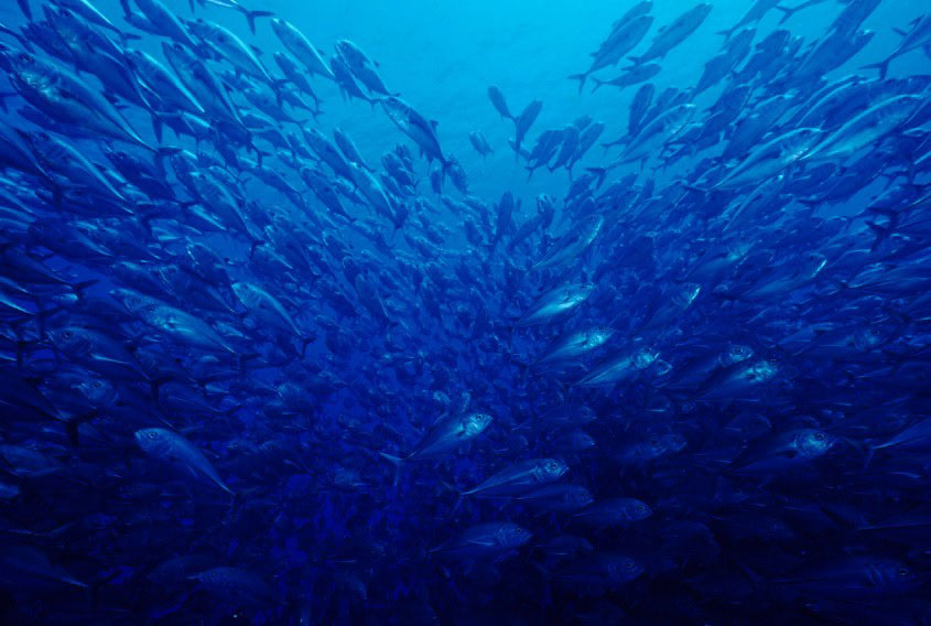 School of fish somewhere in the South Pacific